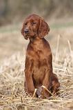 SETTER IRLANDAIS 453
